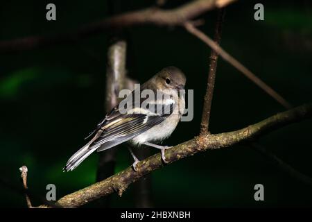 Das Weibchen der Buchfink (Fringilla coelebs) sitzt auf einem Ast im Wald Stockfoto