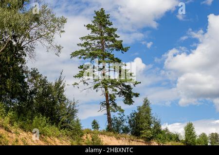 Hohe Kiefer am Rand einer Klippe Stockfoto