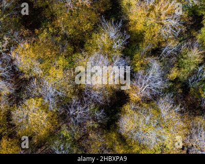 Luftaufnahme des Herbstlaubwaldes von oben, gelber und farbenfroher Hintergrund Stockfoto