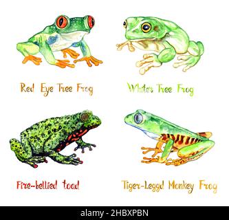 Roter Augenfrosch, Weißer Baumfrosch, feuerbauchige Kröte, Tiger-beiniger Affenfrosch isoliertes Aquarell mit Inschrift Stockfoto