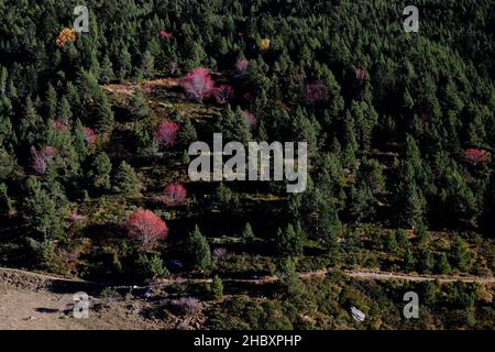 Otoño en Andorra, un paseo por el Vall d'Incles y por los alrededores de AINA Stockfoto