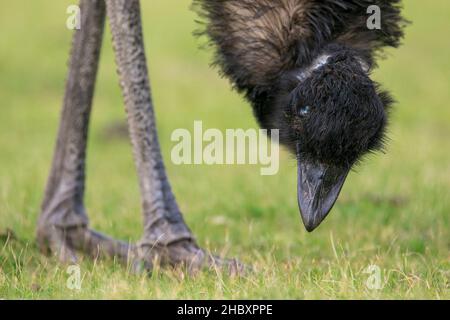 Emu (Dromaius novaehollandiae) grast auf dem Wilsons Promontory in Victoria, Australien Stockfoto