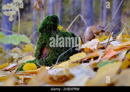 Otoño en Andorra, un paseo por el Vall d'Incles y por los alrededores de AINA Stockfoto