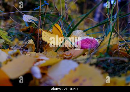 Otoño en Andorra, un paseo por el Vall d'Incles y por los alrededores de AINA Stockfoto