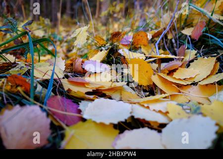 Otoño en Andorra, un paseo por el Vall d'Incles y por los alrededores de AINA Stockfoto