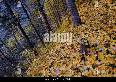 Otoño en Andorra, un paseo por el Vall d'Incles y por los alrededores de AINA Stockfoto