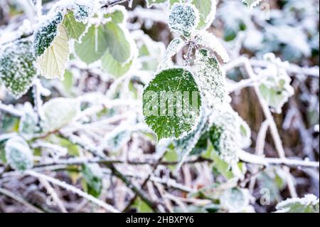 Das gefrorene und frostbedeckte Blatt aus dem Brombeerbusch Stockfoto