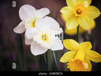 Schöne Narzisse, eine winterharte, frühlingsblühende Zwiebel aus der Familie der Amaryllis. Selektiver Fokus auf die weißen Blüten mit unscharfem Hintergrund. Stockfoto