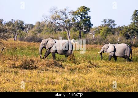 Zwei reife Elefanten, loxodonta africanus, watten durch Sumpfland Stockfoto