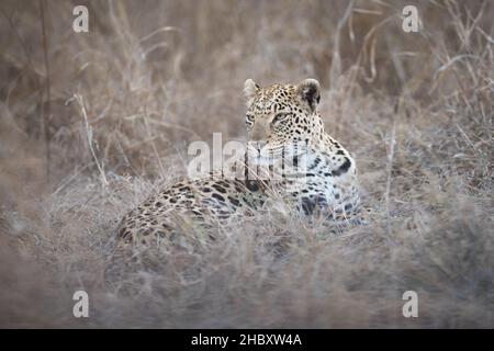 Ein Leopardenweibchen, Panthera pardus, liegt in hohem, trockenem Gras und blickt aus dem Rahmen Stockfoto