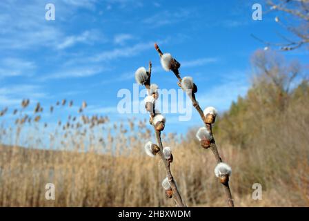 Zweige blühender weißer flauschiger Weiden und Schilf, blauer Himmel, sonniger Frühlingstag Stockfoto