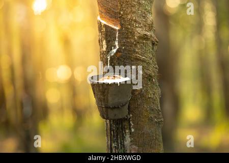 Milchlatex aus Kautschukbaum (Hevea Brasiliensis). Schüssel mit Latex gefüllt, klopfendes Latex, Latex tropfend. Stockfoto