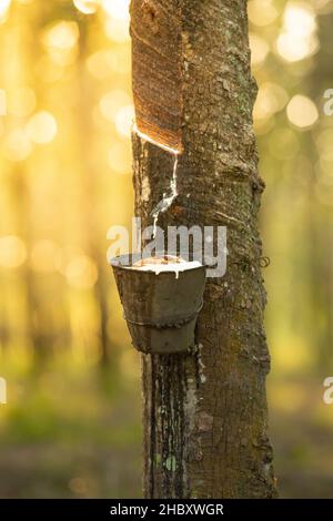 Milchlatex aus Kautschukbaum (Hevea Brasiliensis). Schüssel mit Latex gefüllt, klopfendes Latex, Latex tropfend. Stockfoto