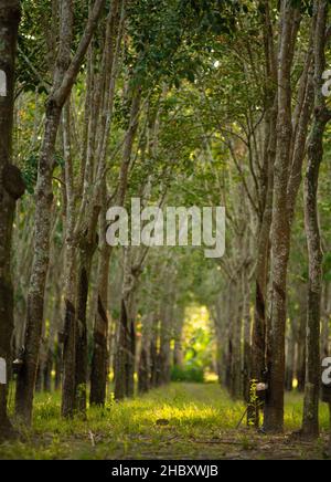 Tunnelansicht Gummibäume (Hevea Brasiliensis). Gummiabdebohrer Malaysia. Stockfoto