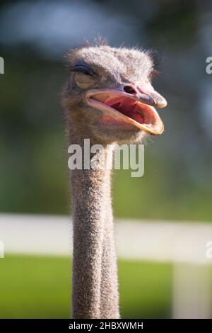 Porträtaufnahme eines Straußenkopfes an einem hellen, sonnigen Tag. Strauß öffnet seinen Schnabel. Stockfoto