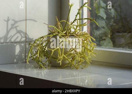 Rhipsalis baccifera subs. Shaferi, Mistelkaktus mit Früchten in einem weißen Topf. Weiß geflieste Fensterbank, Fenster, Dezember, Niederlande. Epiphytisch oder saxig Stockfoto