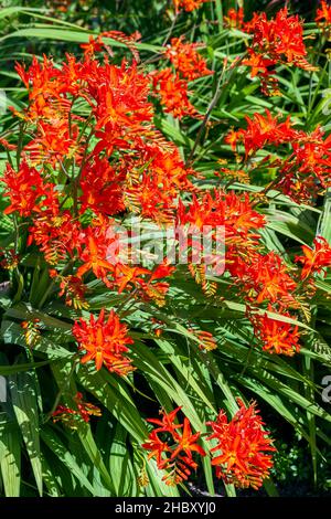 Crocosmia 'Spitfire' eine im Sommer blühende Pflanze mit einer orangeroten Sommerblüte, auch als Montbretia bekannt, Stockfoto Stockfoto