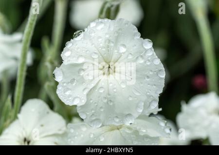 Lychnis coronaria 'Alba' eine im Herbst blühende Pflanze mit einer weißen Sommerblüte, die allgemein als Rose campion bekannt ist, Stock Photo image Stockfoto