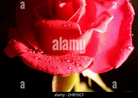 Rote Rosenblume Schwarzes Hintergrundbild mit Tröpfchen im Teil Schatten Stockfoto