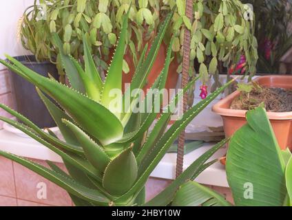 Selektive Fokusaufnahme einer Aloe mit großen Blättern, die im Inneren wachsen - Medizinisches Pflanzenkonzept Stockfoto