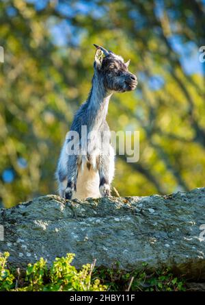 Feral Ziege im Valley of the Rocks Exmoor Nationalpark in der Nähe von Lynton und Lynmouth Devon England GB Europa Stockfoto