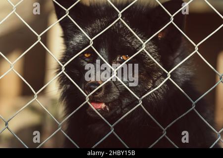 Nahaufnahme eines schönen schwarzen Fuchses mit gelben Augen im Käfig Stockfoto