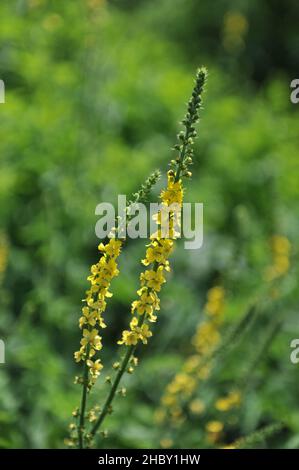 Die Agrimonie (Agrimonia eupatoria) blüht im Juni in einem Garten Stockfoto