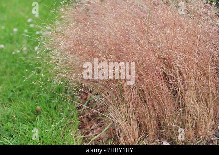 Silberhairgras (Aira caryophyllea) blüht im Juni in einem Garten Stockfoto