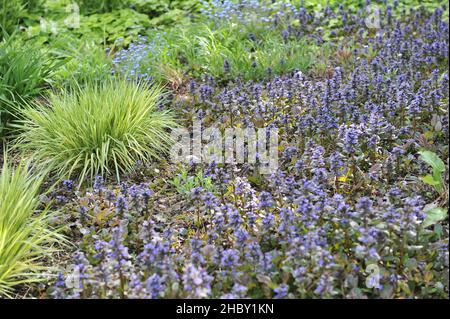 Im Mai blüht in einem Blumenbeet ein blauer Bagel (Ajuga reptans) mit Molinia arundinacea Variegata a Garten Stockfoto