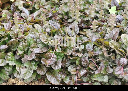 Agle (Ajuga reptans) Braunherz wächst im Mai in einem Garten Stockfoto