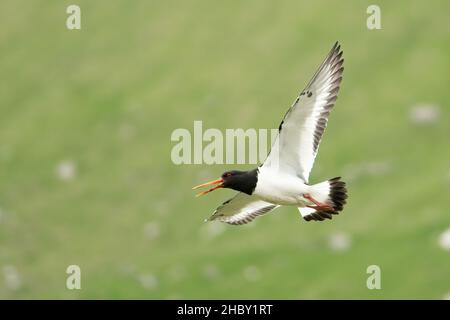 Eurasischer Austernfischer, Haematopus ostralegus, auch bekannt als gewöhnlicher Austernfischer, der über den grünen Hügeln der Färöer-Inseln fliegt. Stockfoto