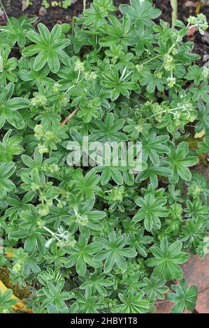 Im Juni blüht in einem Garten der alpenländische Frauenmantel (Alchemilla alpina) Stockfoto