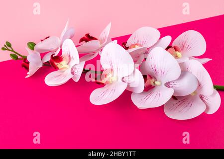 Weiße Orchideenblüten auf einem rosa Papierhintergrund. Bordüre mit Blumenmuster. Vorlage mit Kopierbereich. Romantisches Muster mit Platz für Text. Sommermockup. S Stockfoto