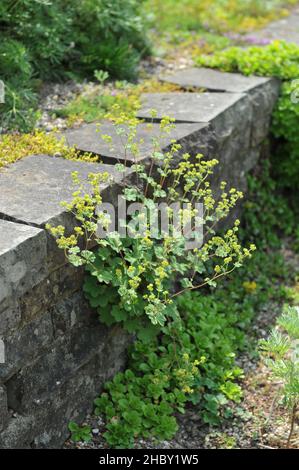 Der Mantel der Zwergdame (Alchemilla erythropoda) blüht im Juni auf einer steinernen Rattenwand in einem Garten Stockfoto