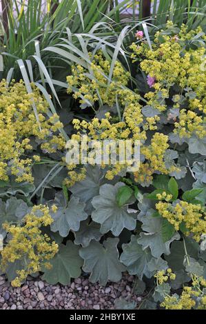 Im Juni blüht der Frauenmantel (Alchemilla mollis) in einem Garten. Die Blätter leiden unter Schimmel Stockfoto