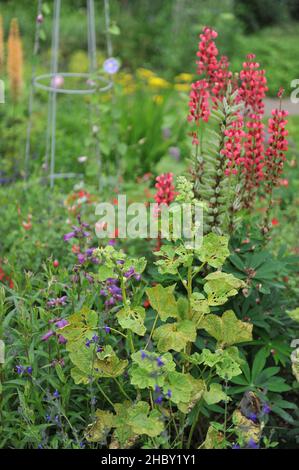 Hollyhock (Alcea rosea), an Rostkrankheit (Puccinia malvacearum) erkrankt, im Juni in einem Blumenbeet in einem Garten Stockfoto