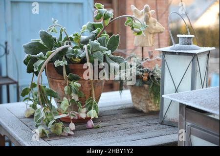 Weihnachtsdekoration im Garten. Ein Terracotta-Topf mit Hellebore (Helleborus) und Laterne im Reif auf einem Holztisch Stockfoto