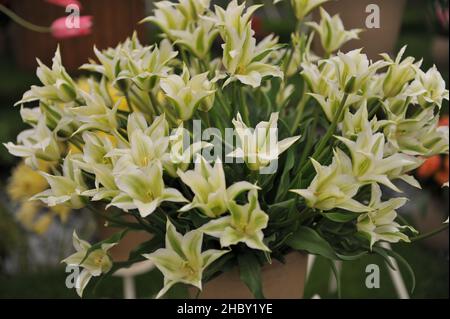 Ein Bouquet aus grünen und weißen Lilie-blühenden Tulpen (Tulipa) GreenStar auf einer Ausstellung im Mai Stockfoto