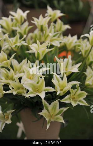 Ein Bouquet aus grünen und weißen Lilie-blühenden Tulpen (Tulipa) GreenStar auf einer Ausstellung im Mai Stockfoto