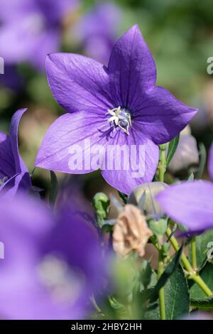 Platycodon grandiflorus 'Astra Blue' (Astra-Serie), Ballonblume 'Astra Blue'. Nahaufnahme der Blume Stockfoto