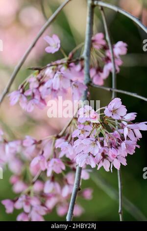 Prunus pendula 'Pendula Rubra'. Rosa blühender kleiner weinender Kirschbaum. Blühen Sie im frühen Frühjahr Stockfoto