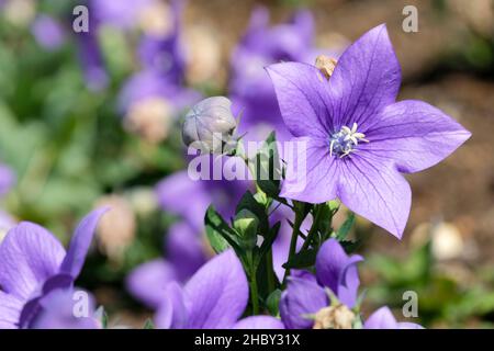 Platycodon grandiflorus 'Astra Blue' (Astra-Serie), Ballonblume 'Astra Blue'. Nahaufnahme der Blume Stockfoto