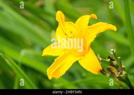 Hemerocallis „brennendes Tageslicht“, „brennendes Tageslicht“. Nahaufnahme einer einzelnen orange-gelben Blume Stockfoto