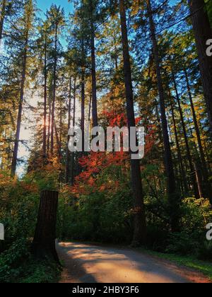 Eine vertikale Aufnahme eines Pfades, der von wunderschönen Herbstbäumen umgeben ist, im Central Park, Burnaby, Kanada Stockfoto