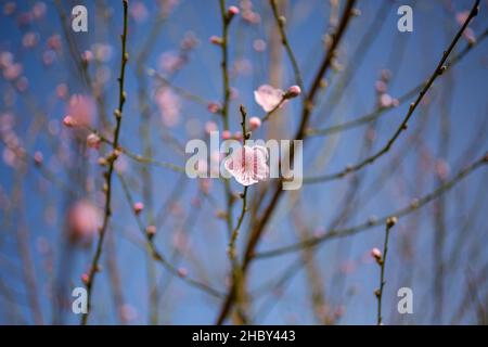 Eine selektive Aufnahme eines blühenden Baumes im Frühling Stockfoto