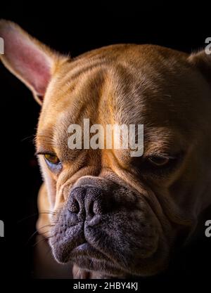 Französische Bulldogge (Bouledogue français), Porträt Stockfoto