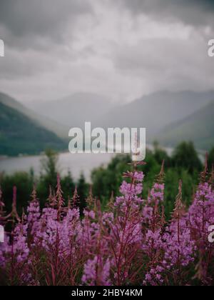 Lila-loosestrife, Lythrum salicaria, Wildblumen mit minimalem Fokus und die graue Himmel-Berg- und loch-Landschaft des Kyle of Lochalsh im West High Stockfoto