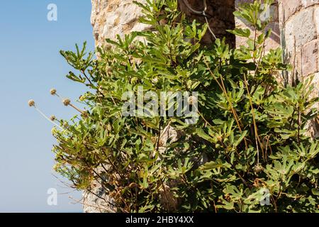 Pflanzen wachsen auf einer alten Festung in der Altstadt von Budva, Montenegro, Stockfoto