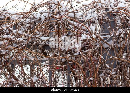 Beeren unter dem Schnee. Wilde Trauben im Winter. Stockfoto