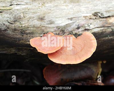 Parasitärer Pilz aus der Familie Fomitopsidaceae, der auf gefallenes Holz wächst Stockfoto